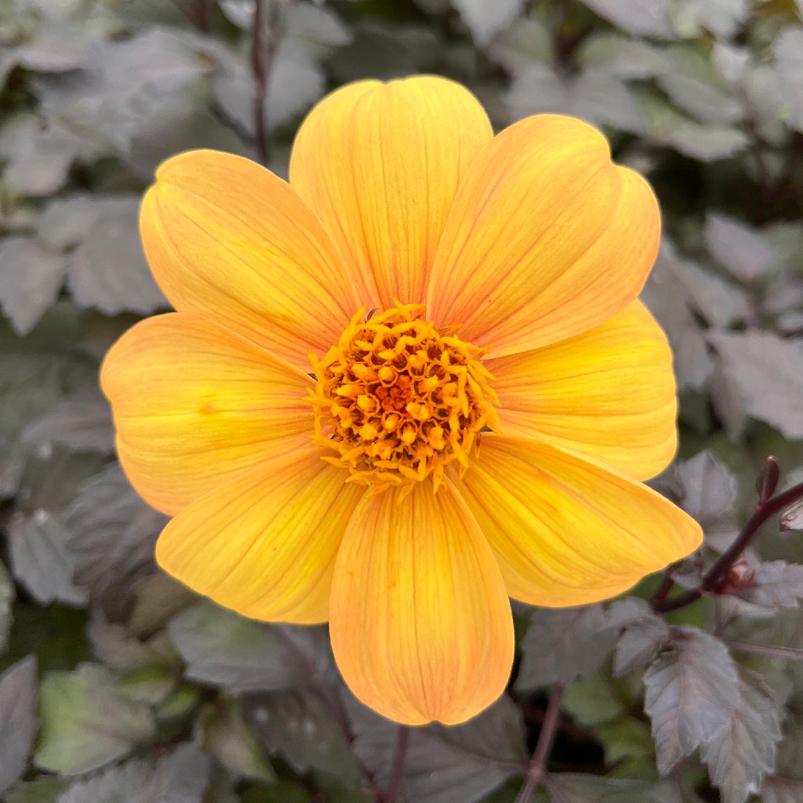 Dahlia &#39;Yellow Hammer&#39;