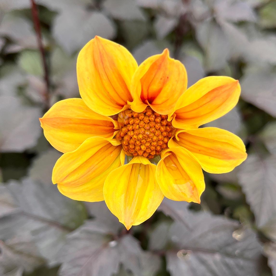 Dahlia 'Yellow Hammer'