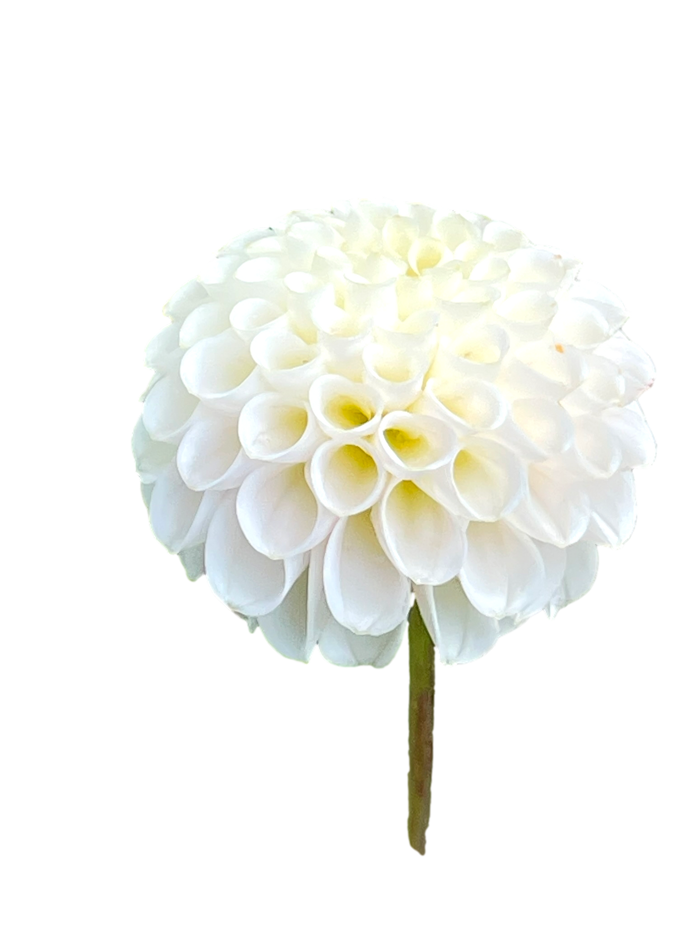 Dahlia 'Bowen' Tuber