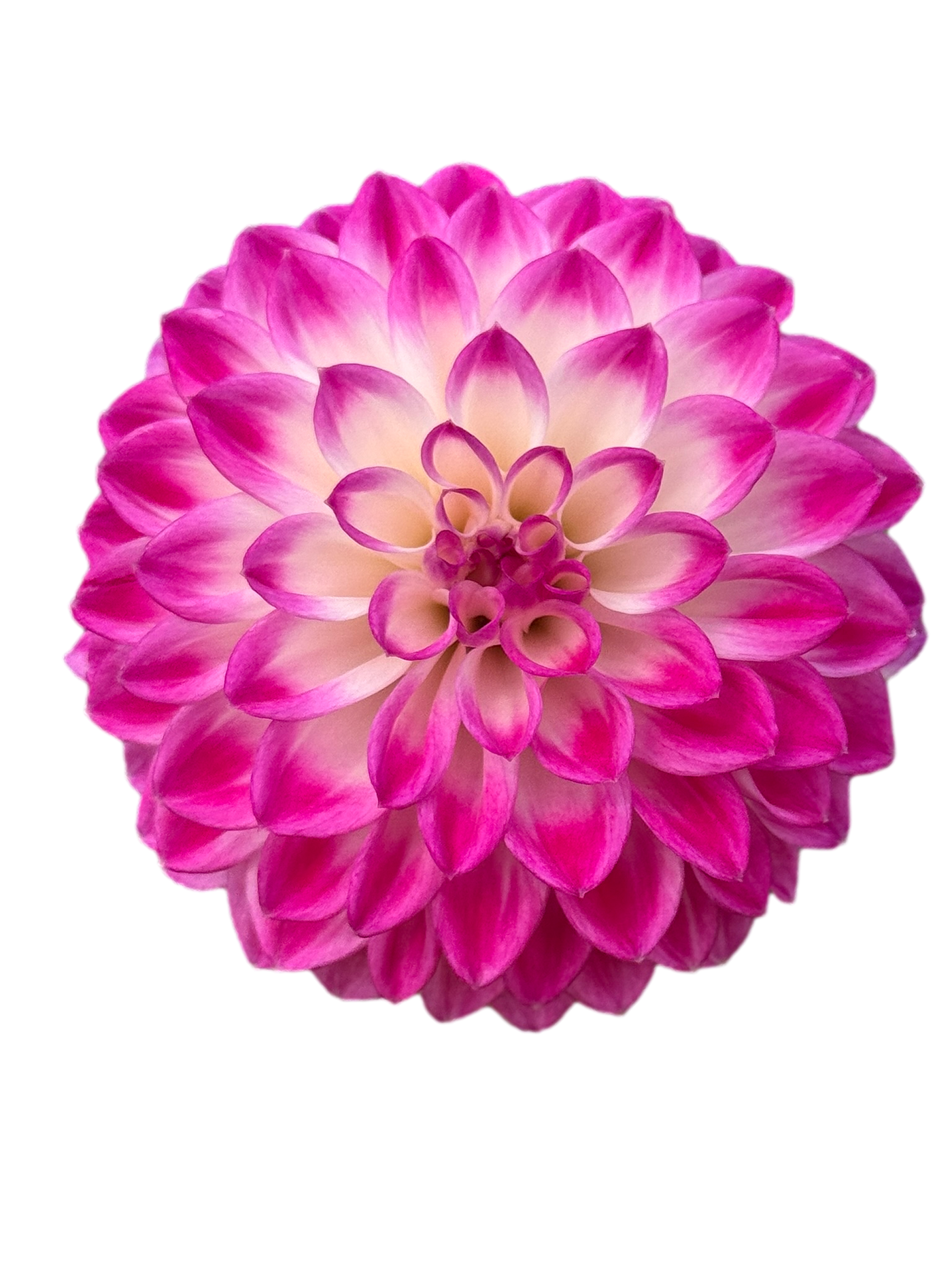 Dahlia 'Formby Stacey' Tuber