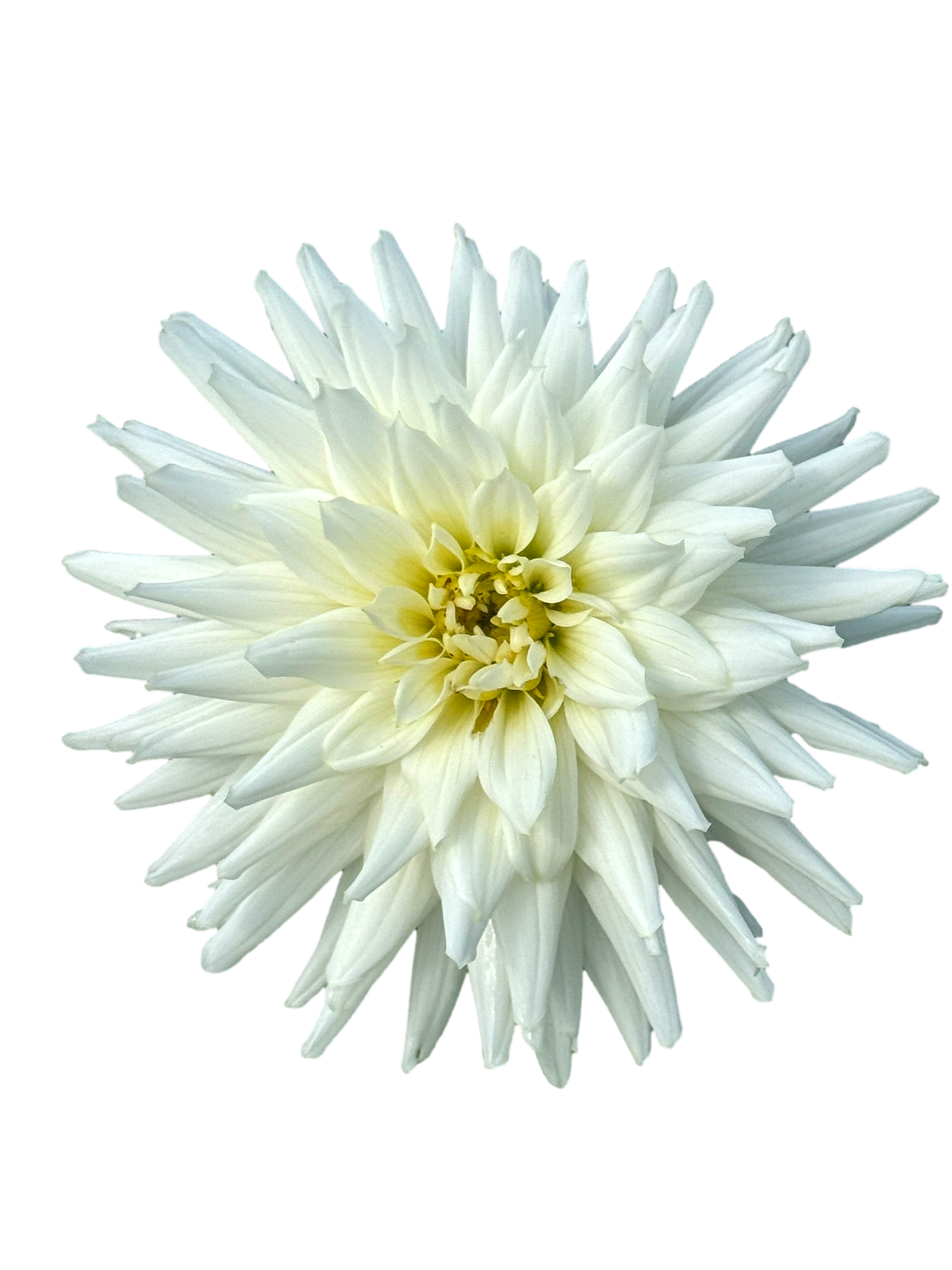 Dahlia 'Kenora Challenger' Tuber
