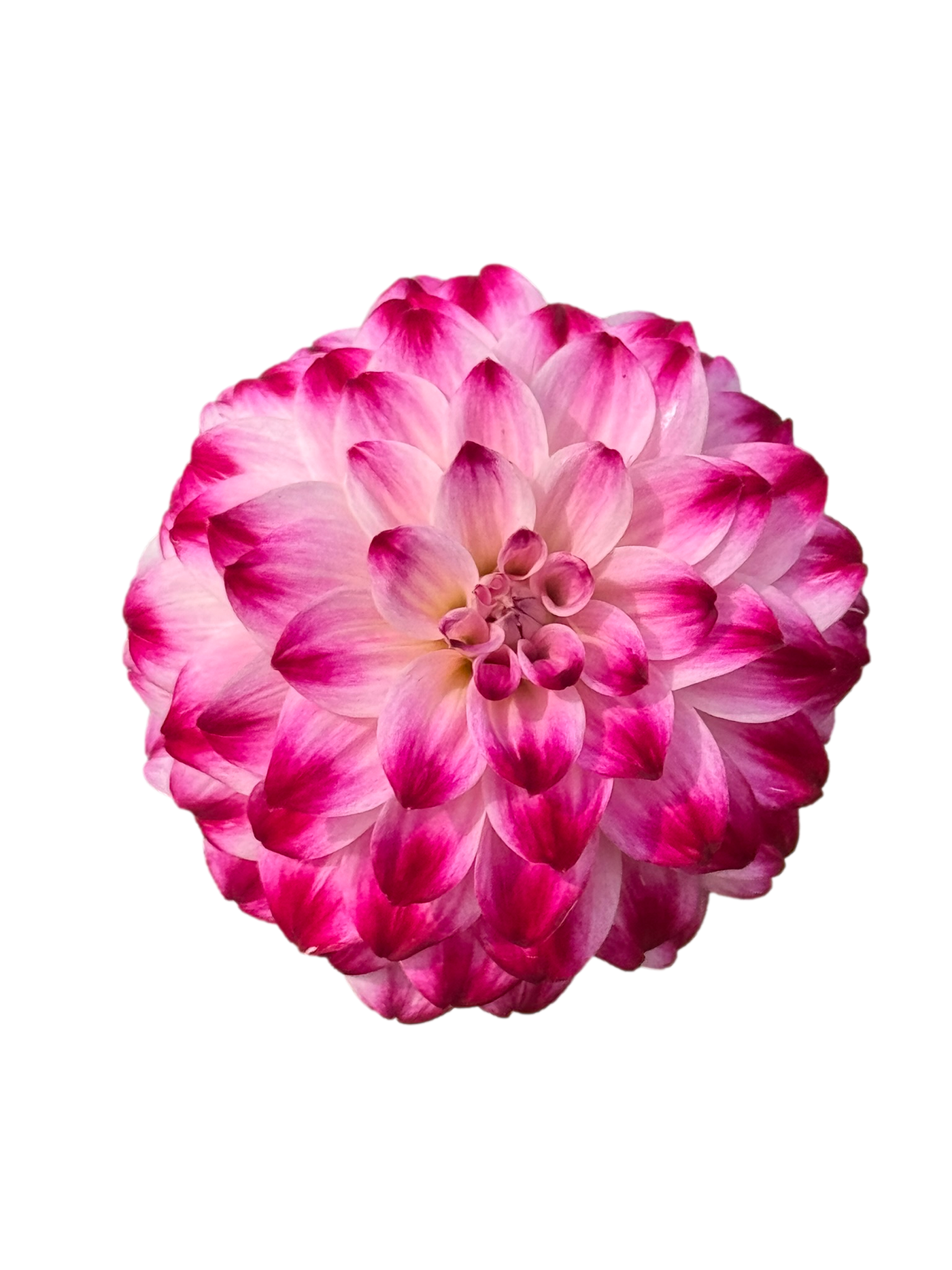 Dahlia 'Wine and Roses' Tuber