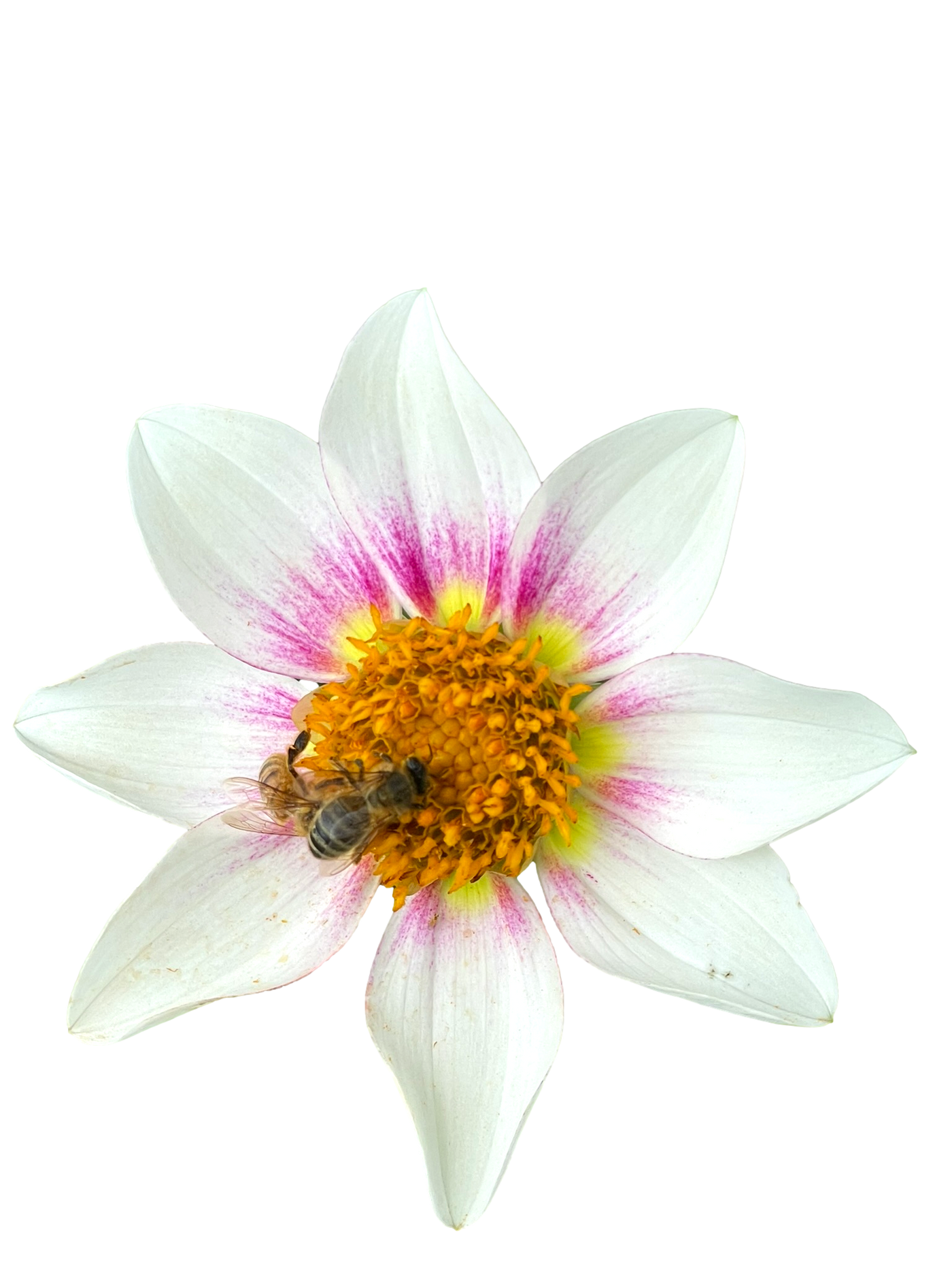 Dahlia 'XanZu Honeybee' Tuber