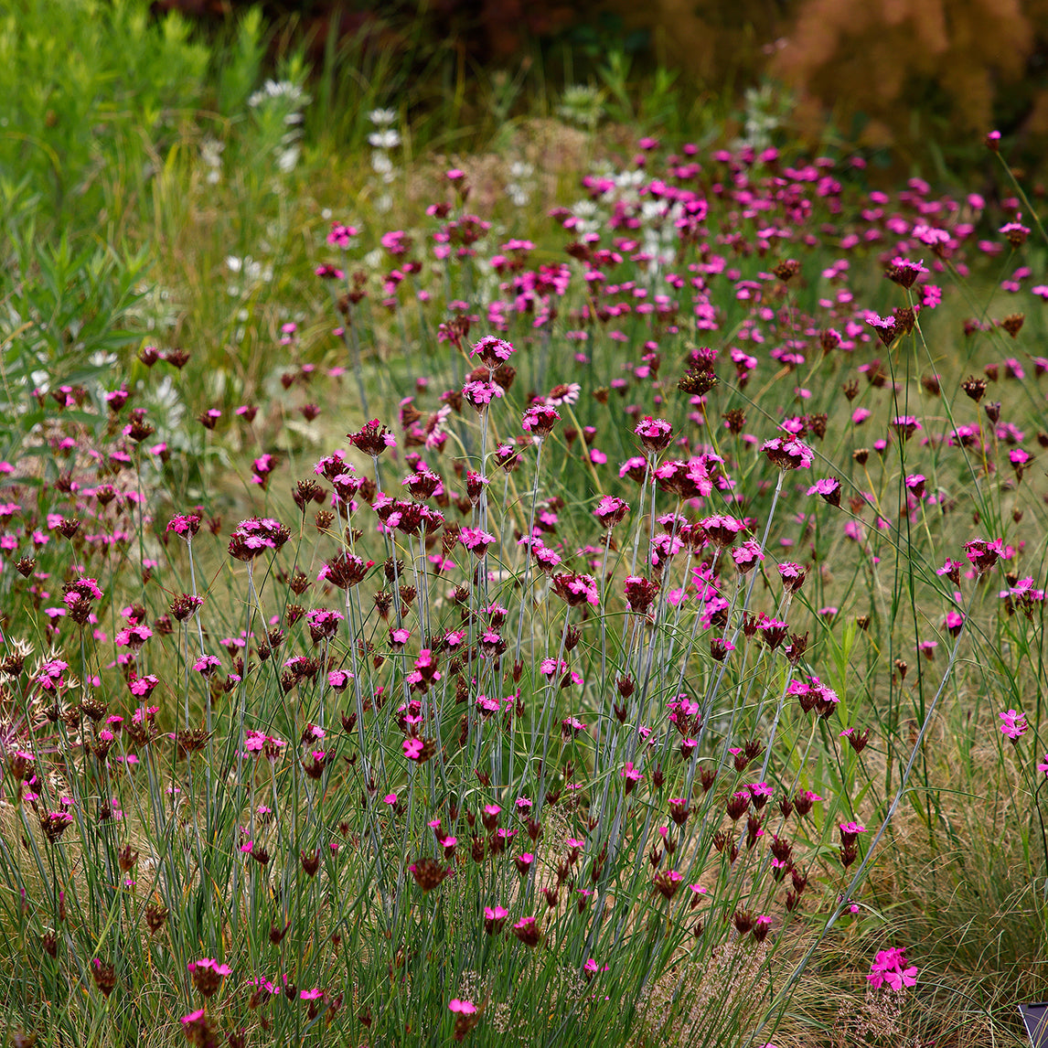 Carthusian Pink