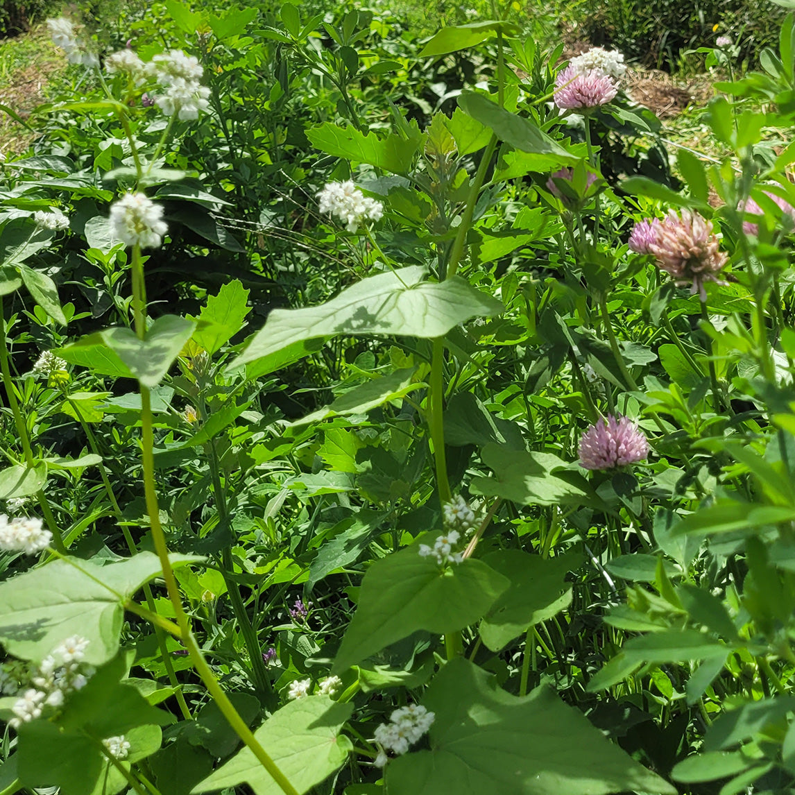 Diggers Cover Crop Mix