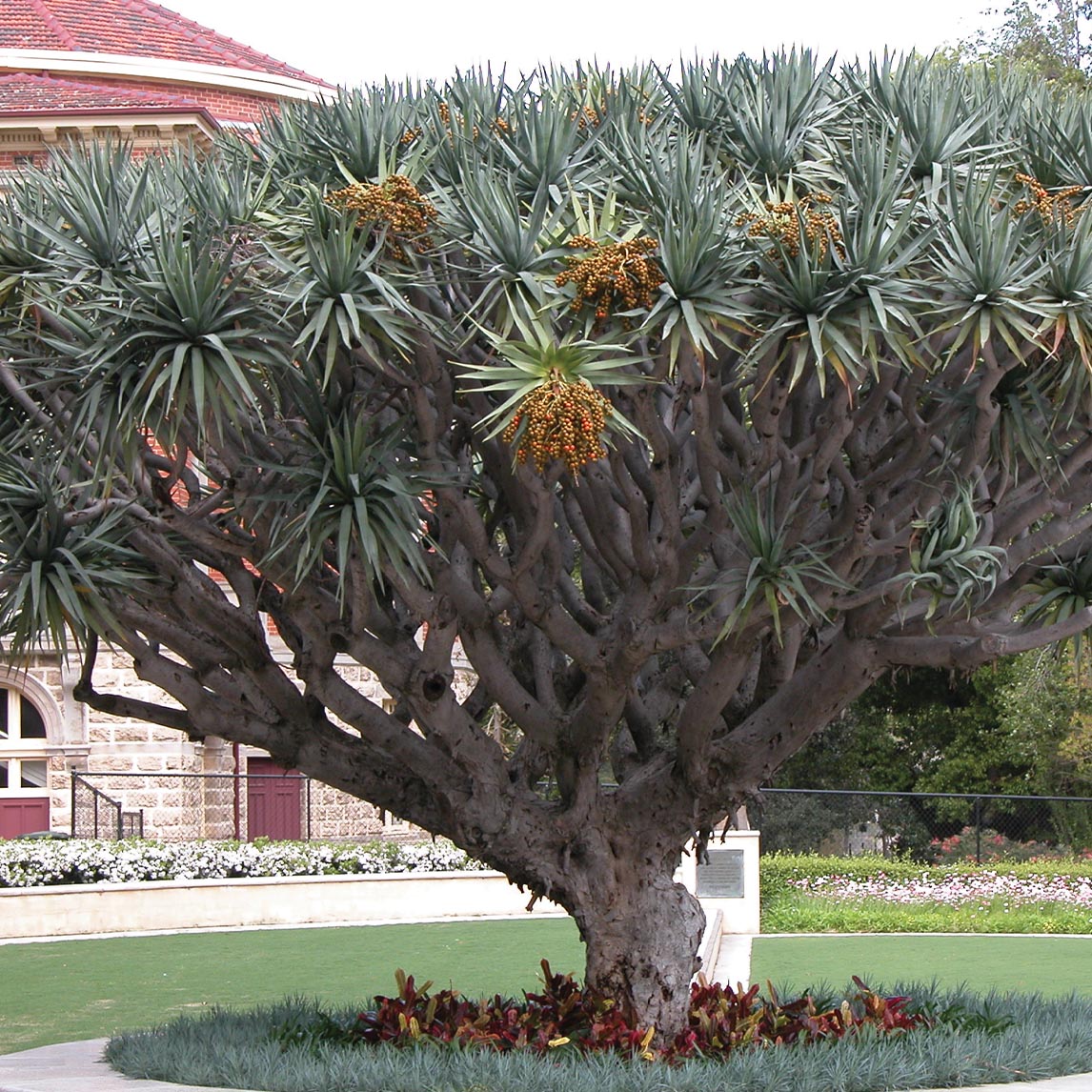 Dragon Tree