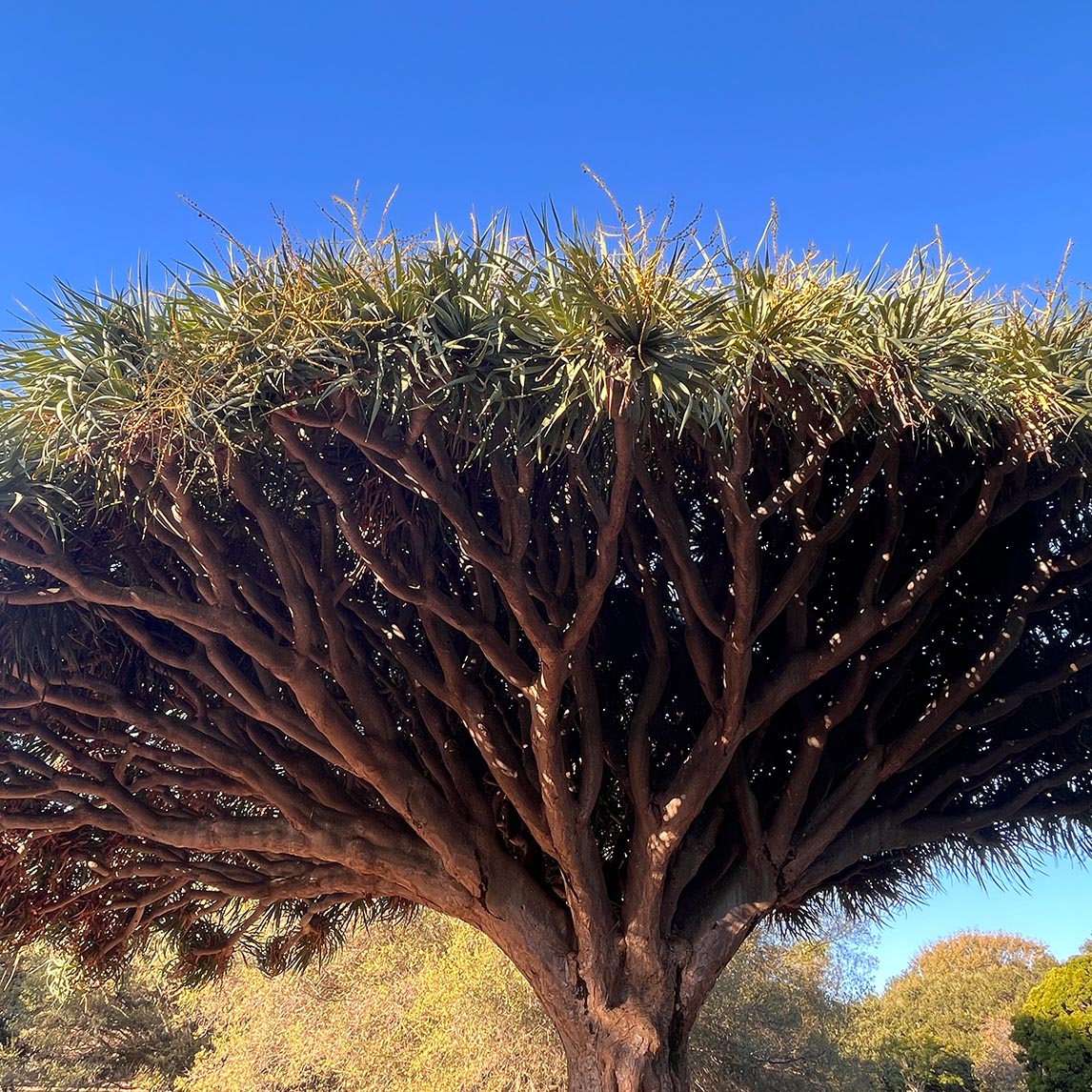Dragon Tree - Dracaena draco