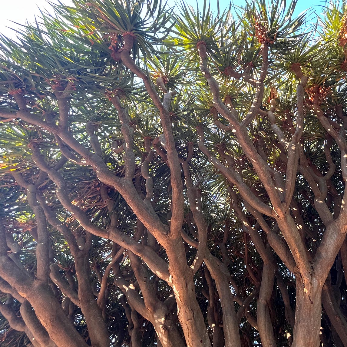 Dragon Tree - Dracaena draco