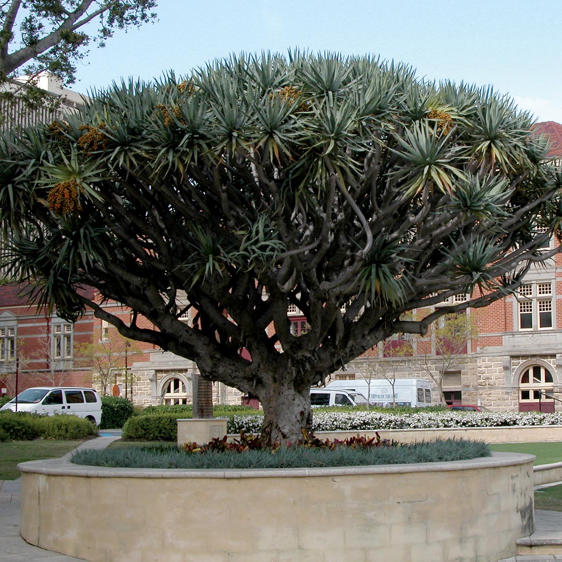 Dragon Tree - Dracaena draco