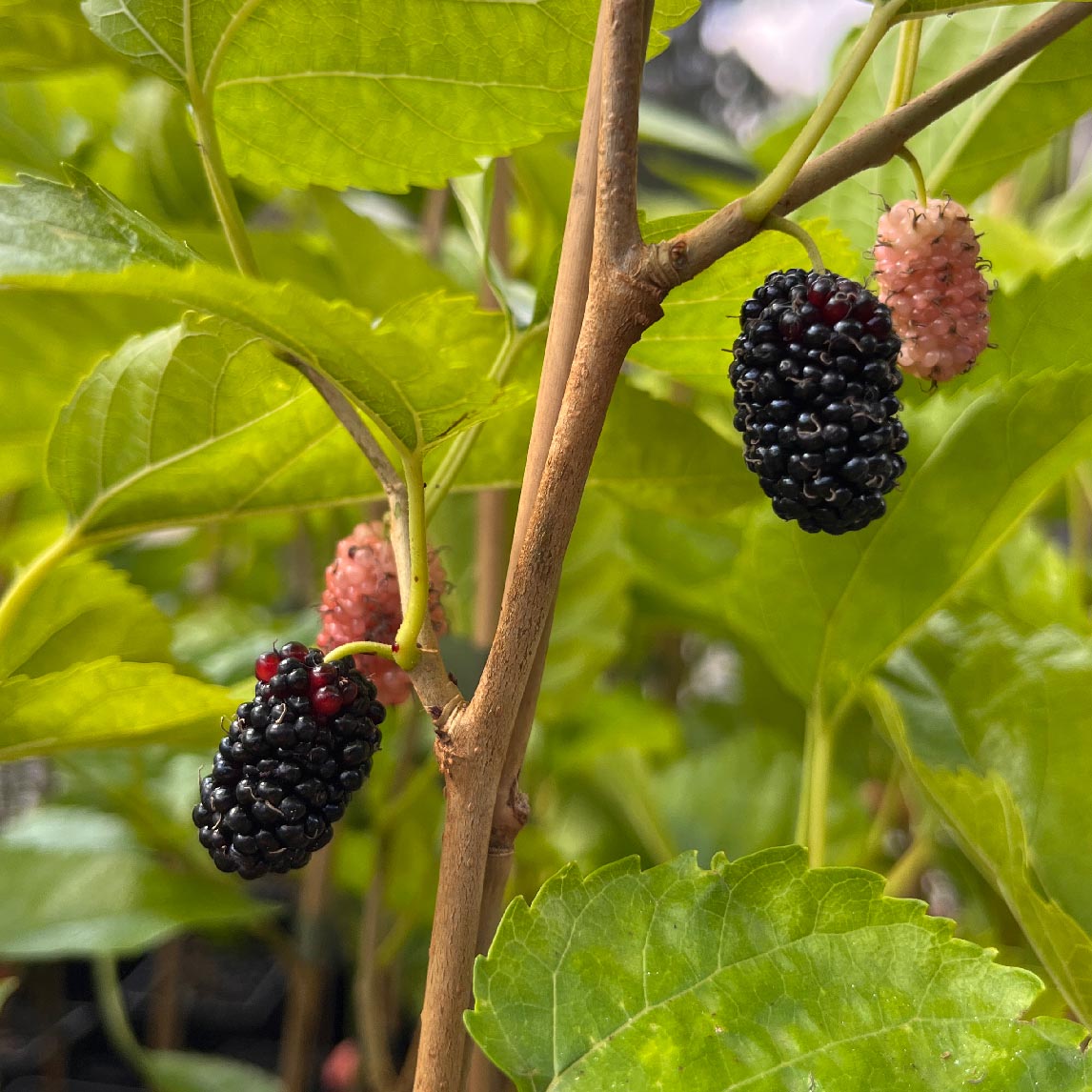 Dwarf Black Mulberry 'Majestic'