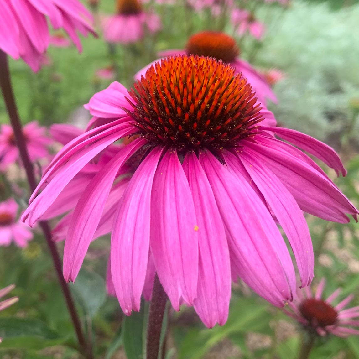 Echinacea flower on sale
