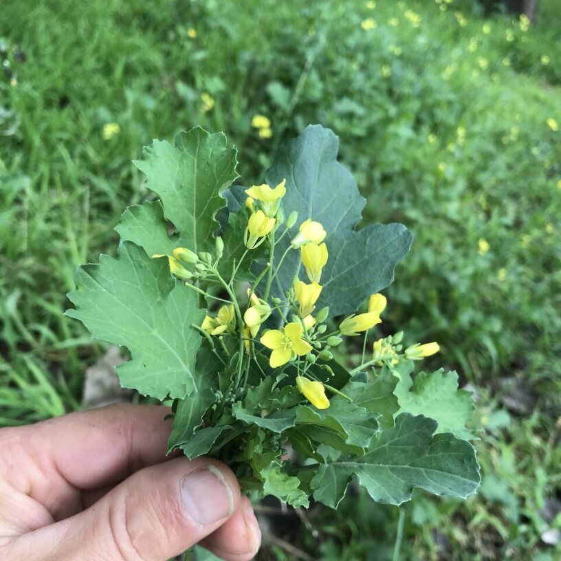 Edible Weeds Masterclass
