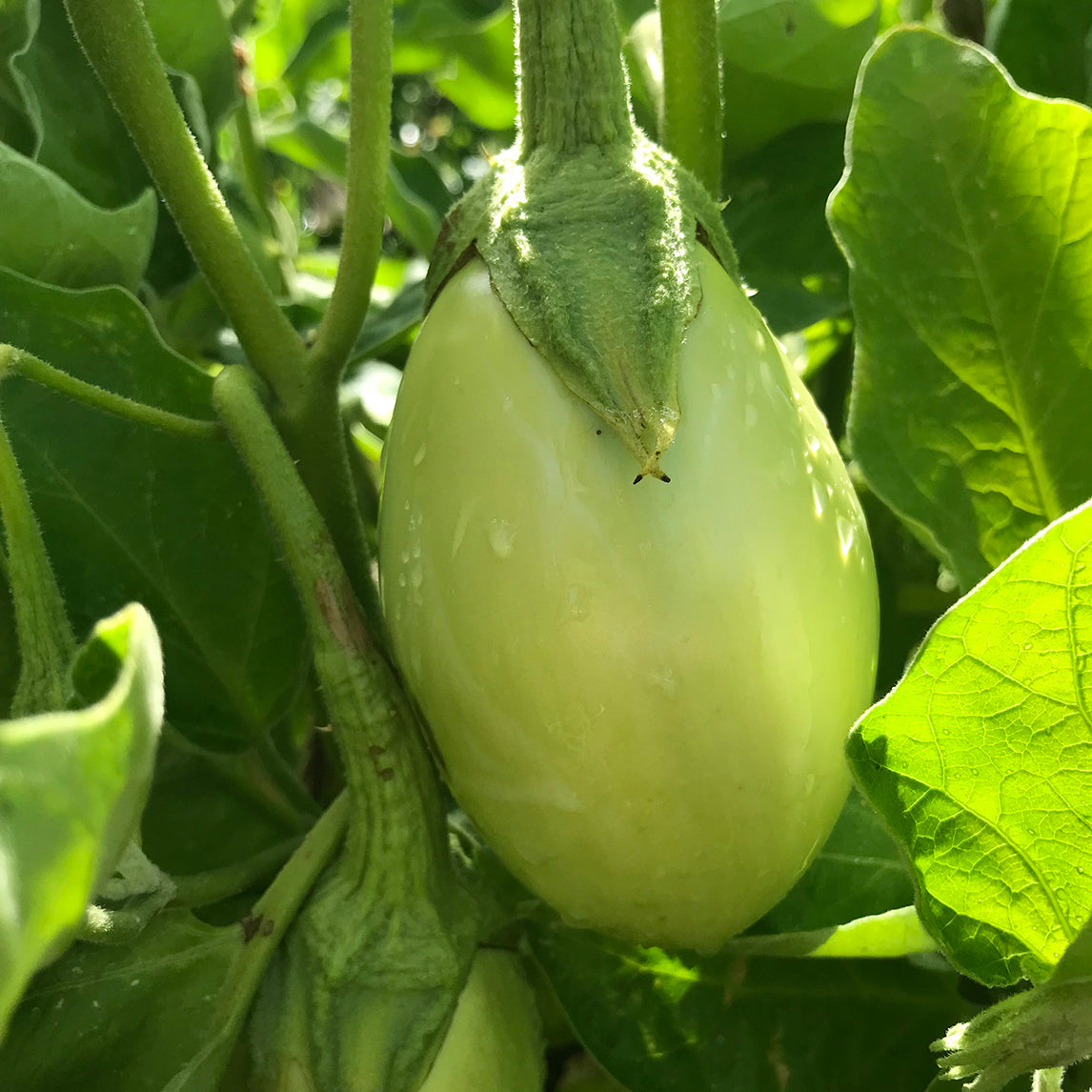 Eggplant 'Apple Green'