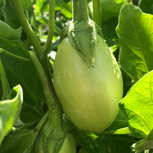 Eggplant 'Apple Green'
