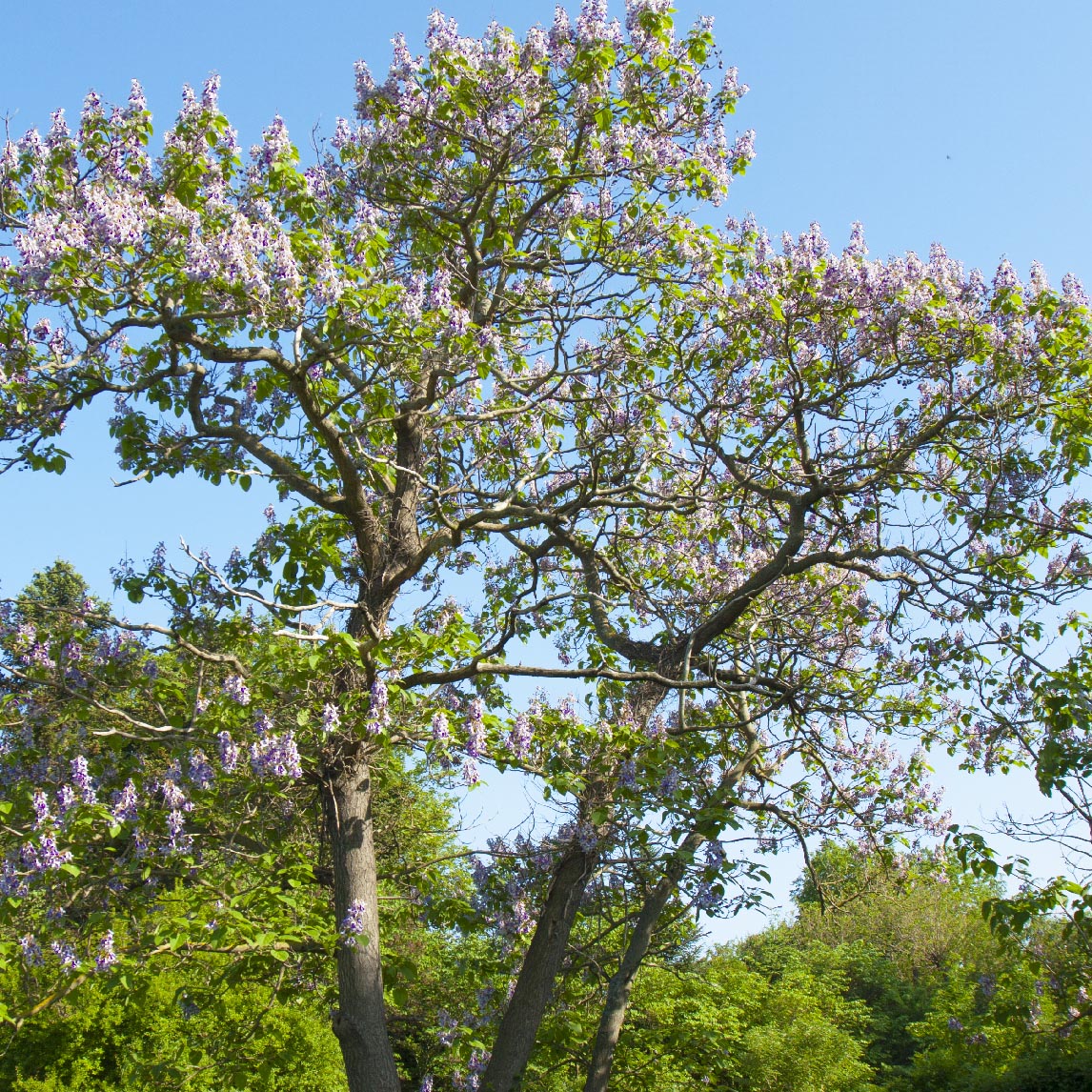 Empress Tree