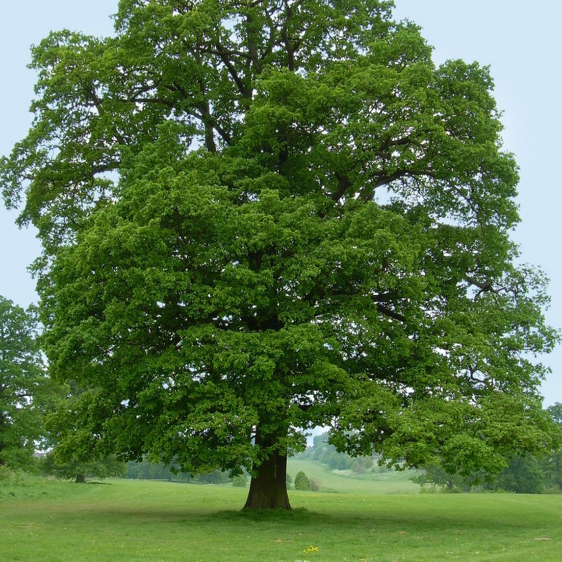 English Oak
