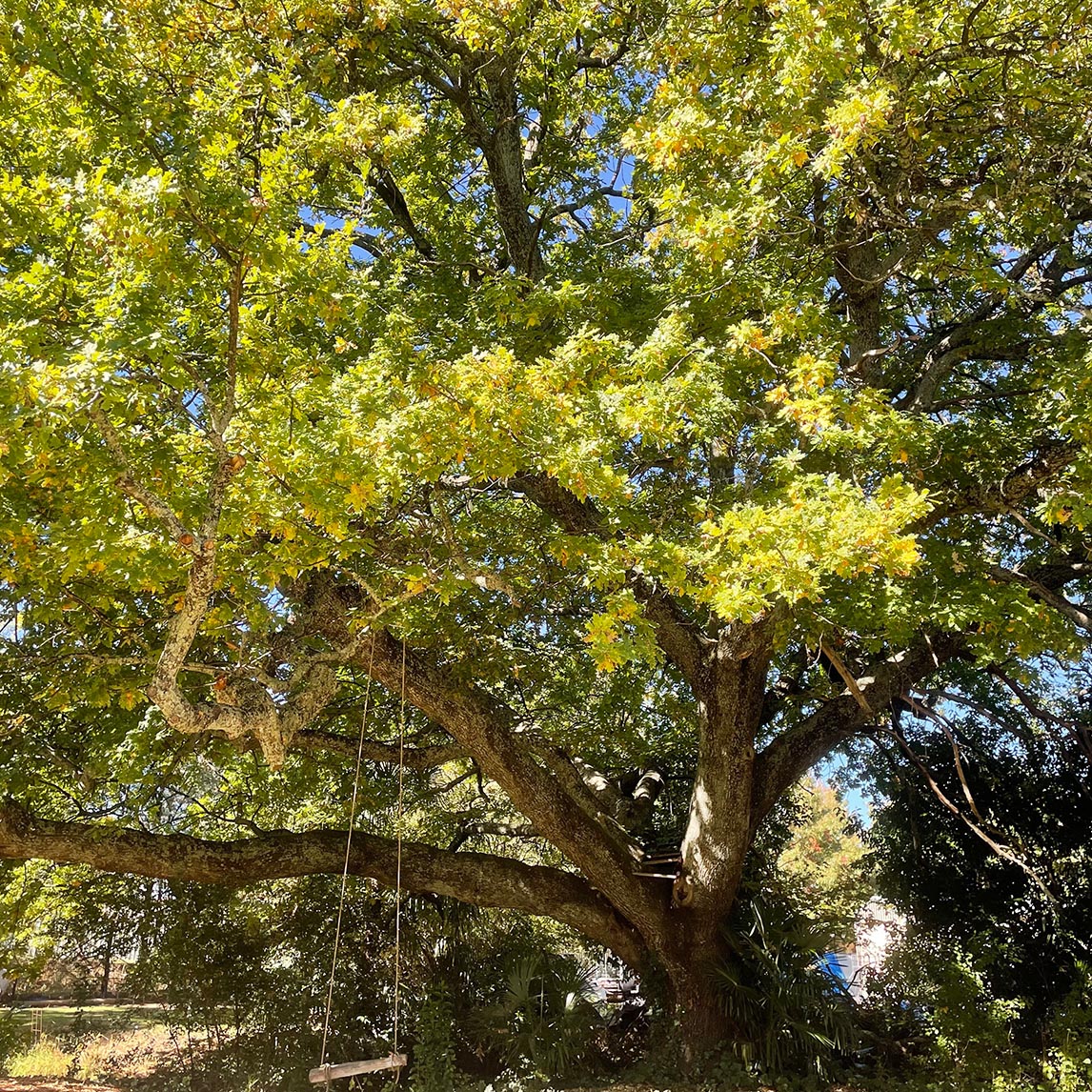 English Oak