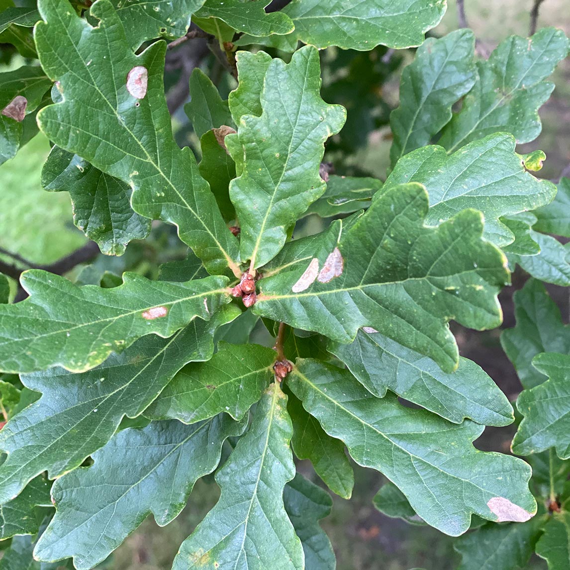 English Oak