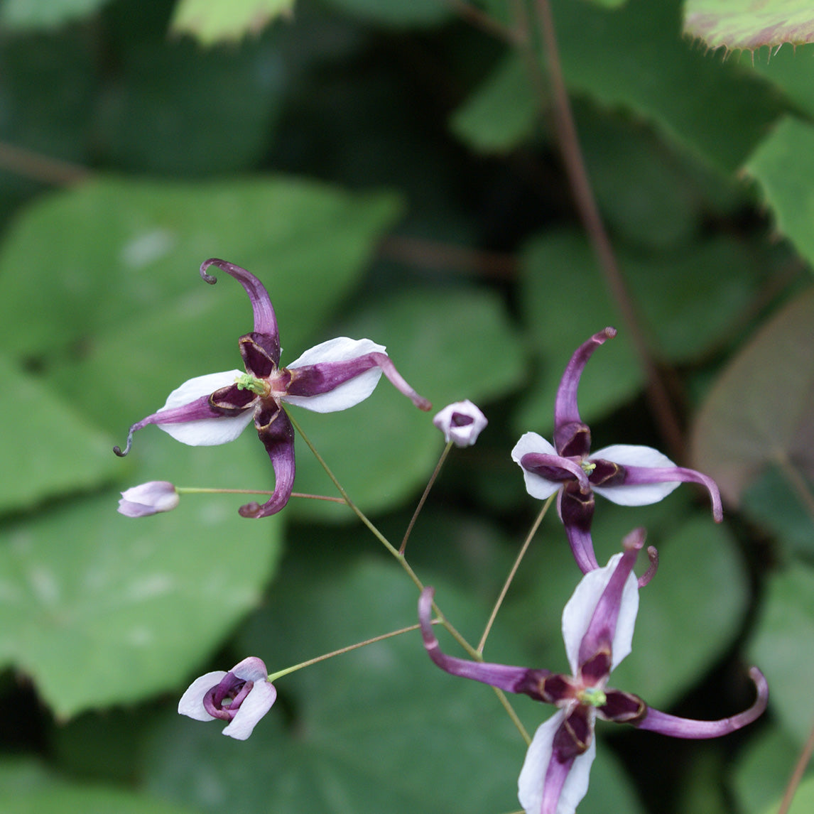 Epimedium sutchuenense