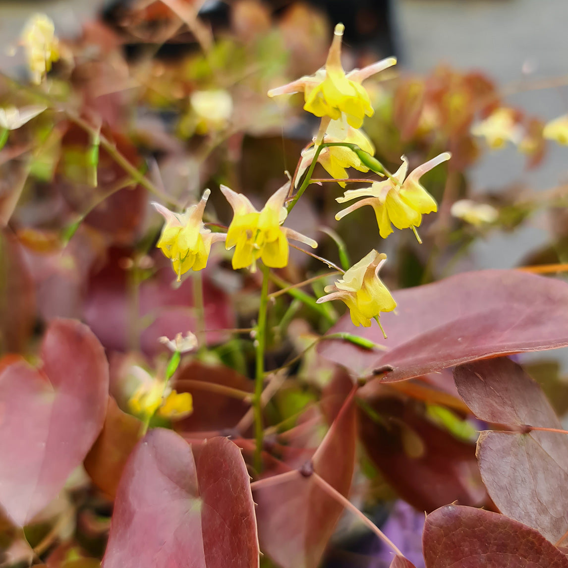 Epimedium x versicolor 'Sulphureum'