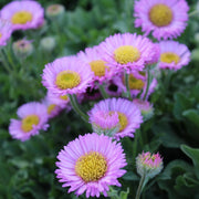 Erigeron ‘Quakeress’