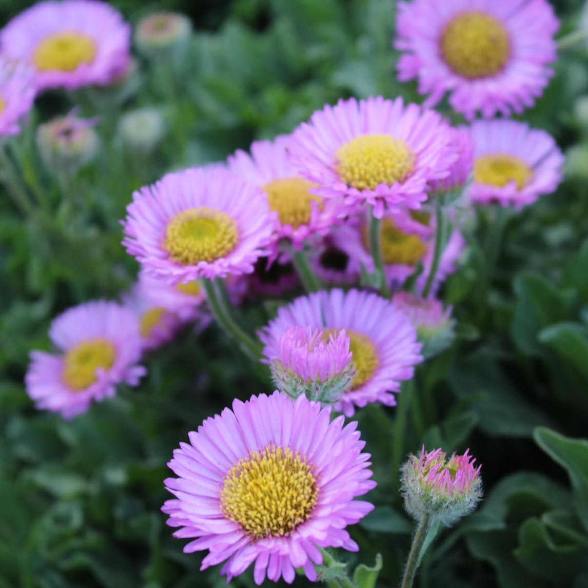 Erigeron ‘quakeress’