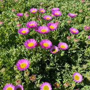 Erigeron ‘Quakeress’
