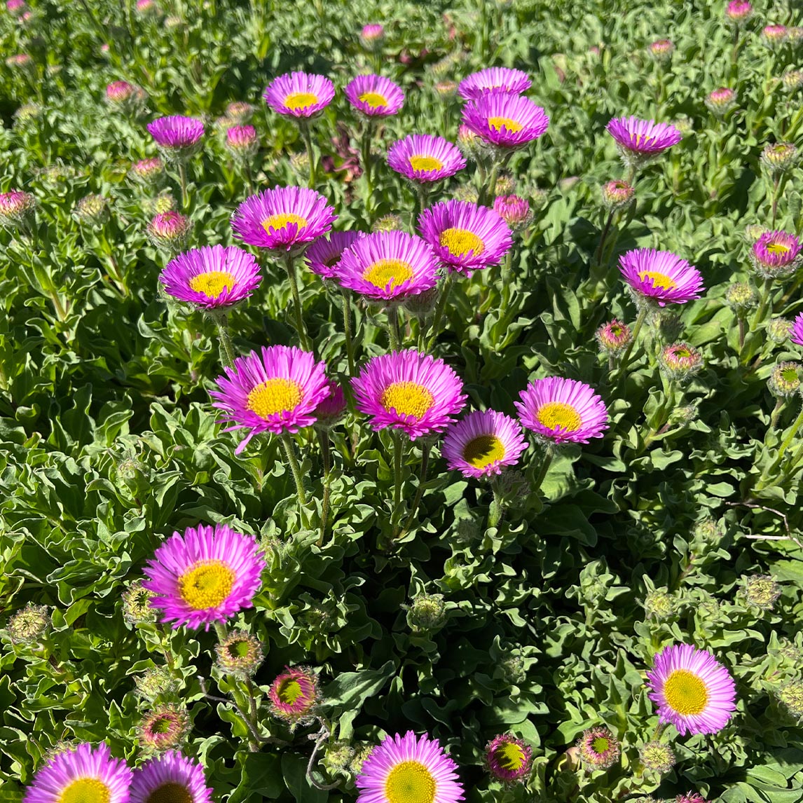 Erigeron ‘quakeress’
