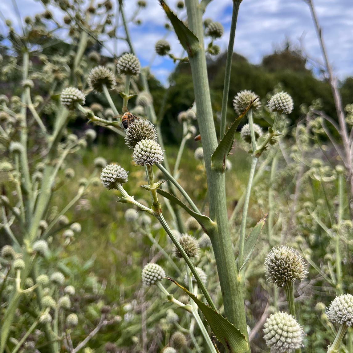 Eryngium Yuccifolium