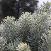 Euphorbia 'Tasmanian Tiger'