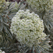 Euphorbia 'Tasmanian Tiger'