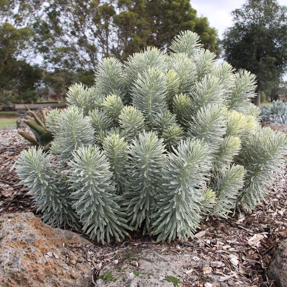 Euphorbia 'Tasmanian Tiger'