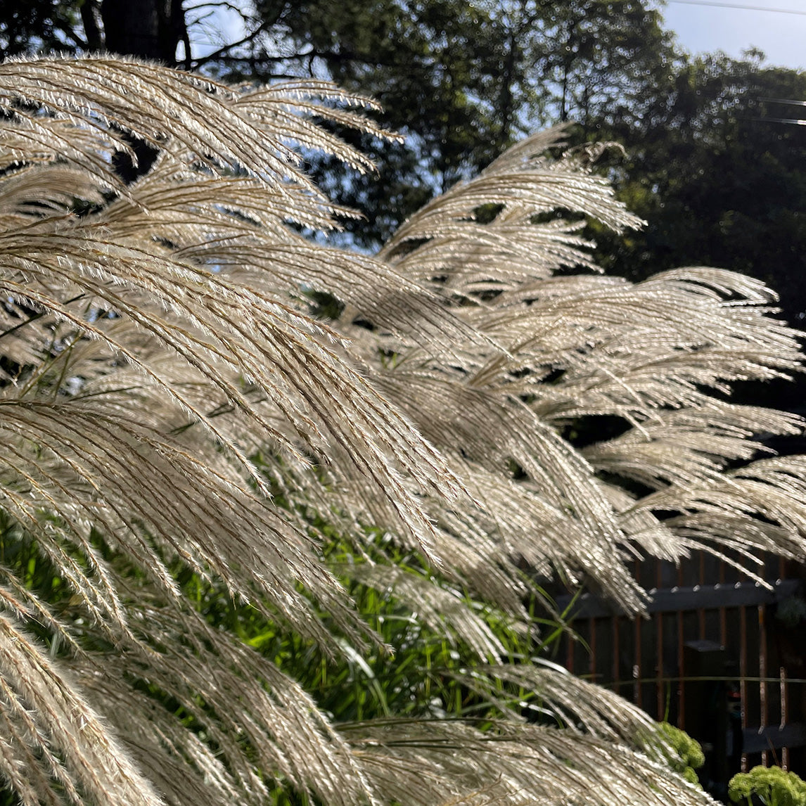 Evergreen Miscanthus