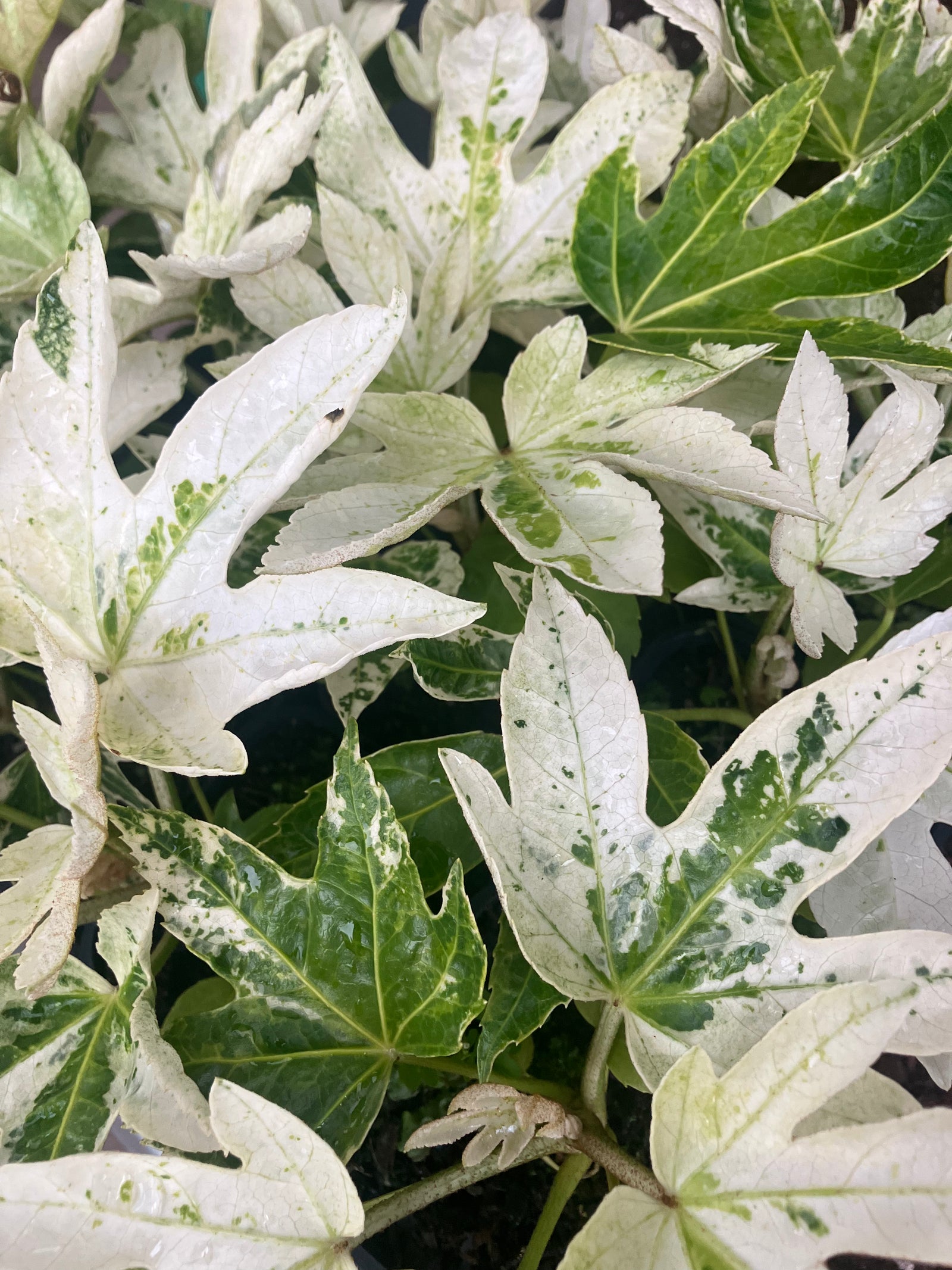 Fatsia Japonica 'Spiders Web'