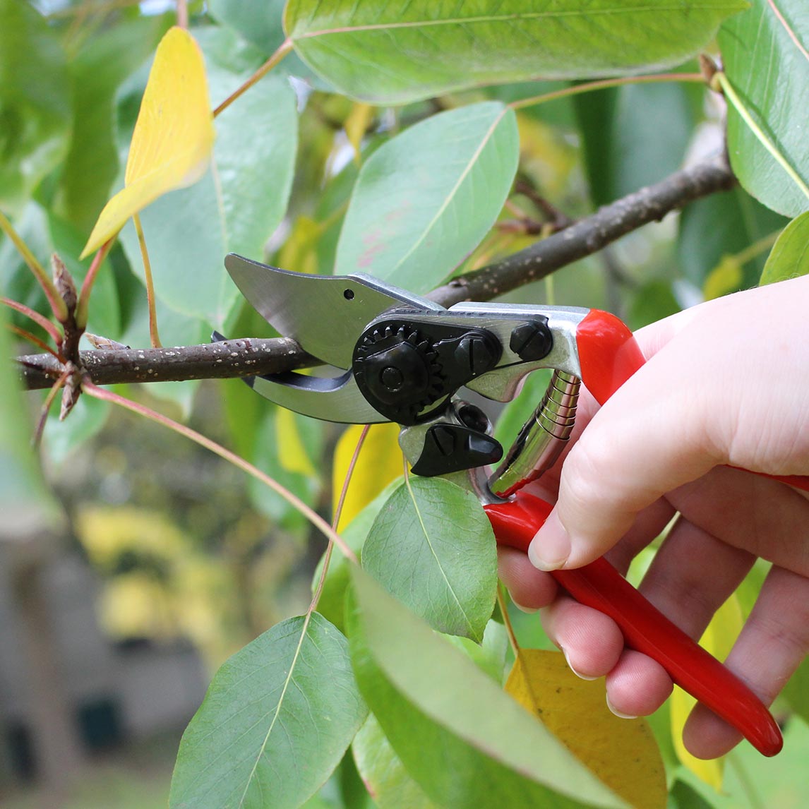 Felco 14 - Small Hands