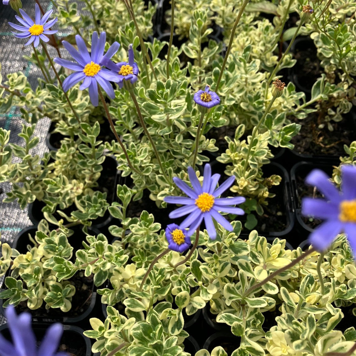 Felicia 'Variegated'