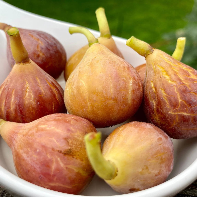 Fig Trees - The Diggers Club