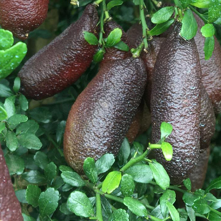 Finger Lime 'Rosebank Red'