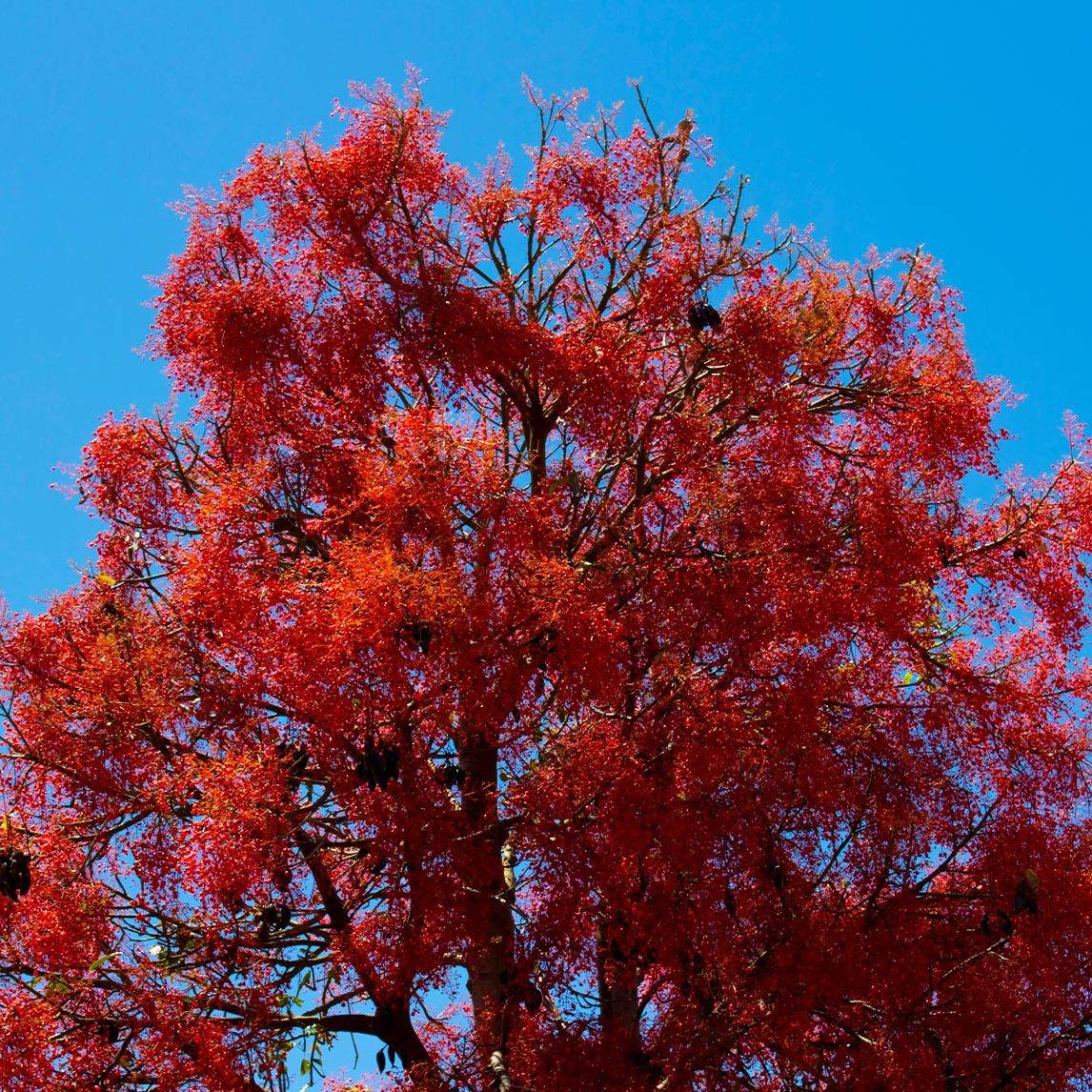 Flame Tree