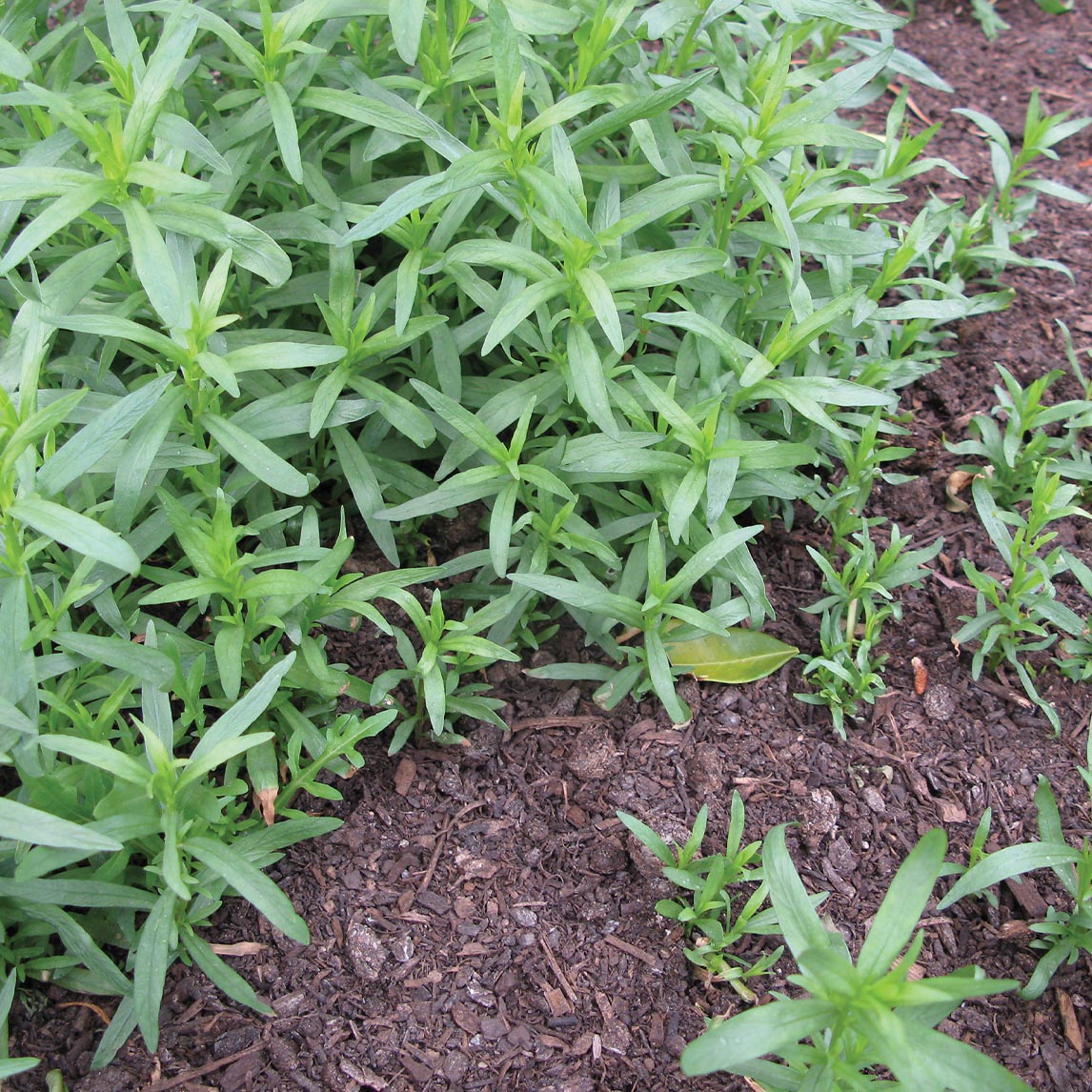 French Tarragon