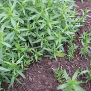 French Tarragon