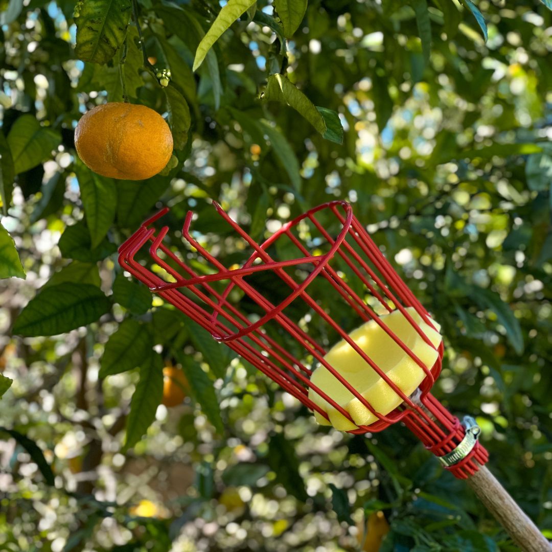 Fruit Picker (Head Only) - The Diggers Club