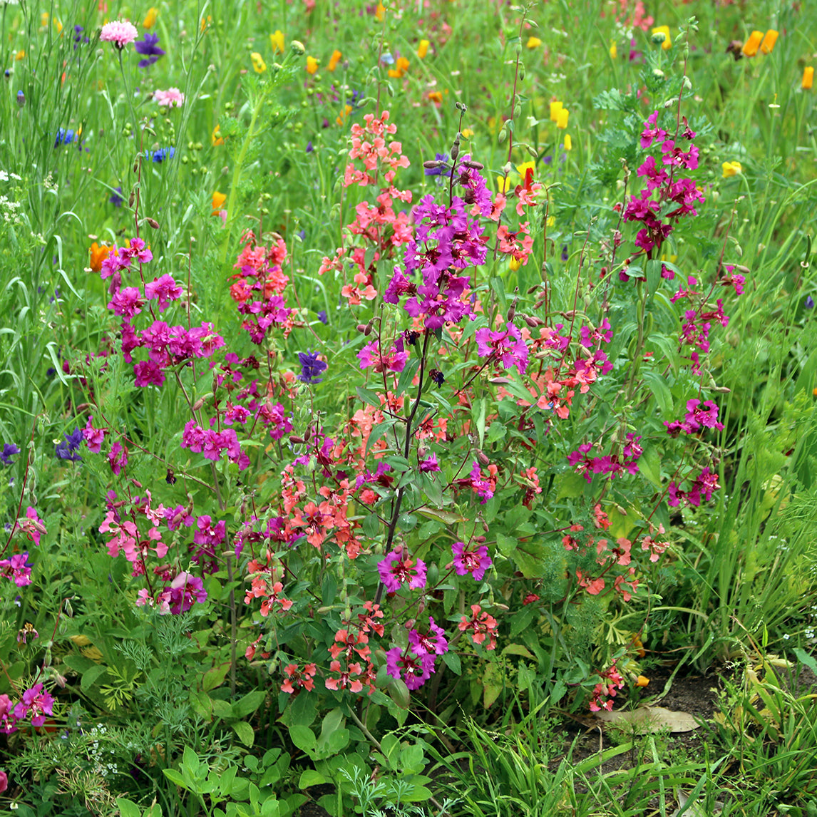 Garland Flower