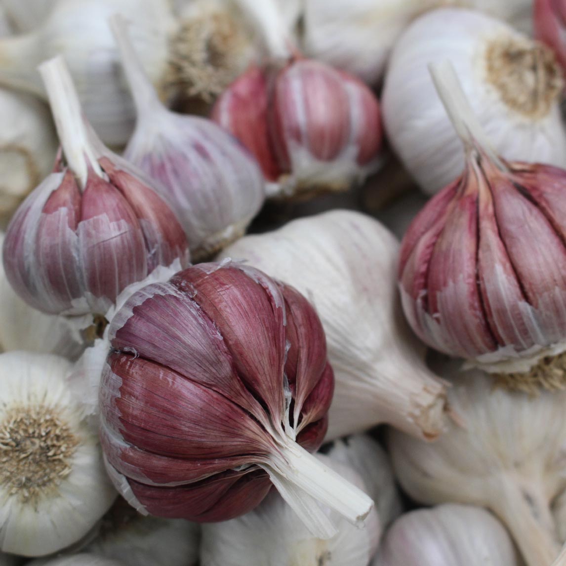Garlic 'Ail De Pays Du Ger' (2 Heads)