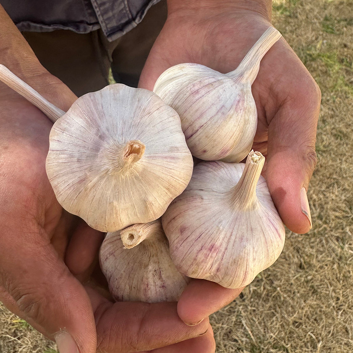 GARLIC 'AUSTRALIAN RED' (2 heads) Organic
