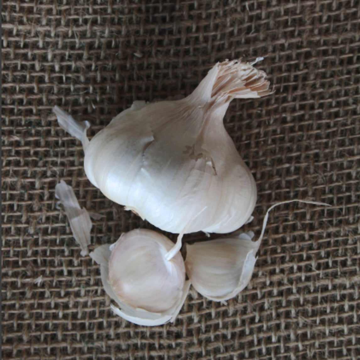 GARLIC 'AUSTRALIAN WHITE' (2 heads)