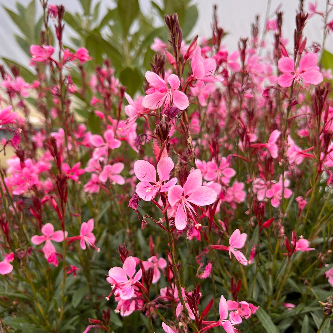 Gaura 'Confetti Pink'