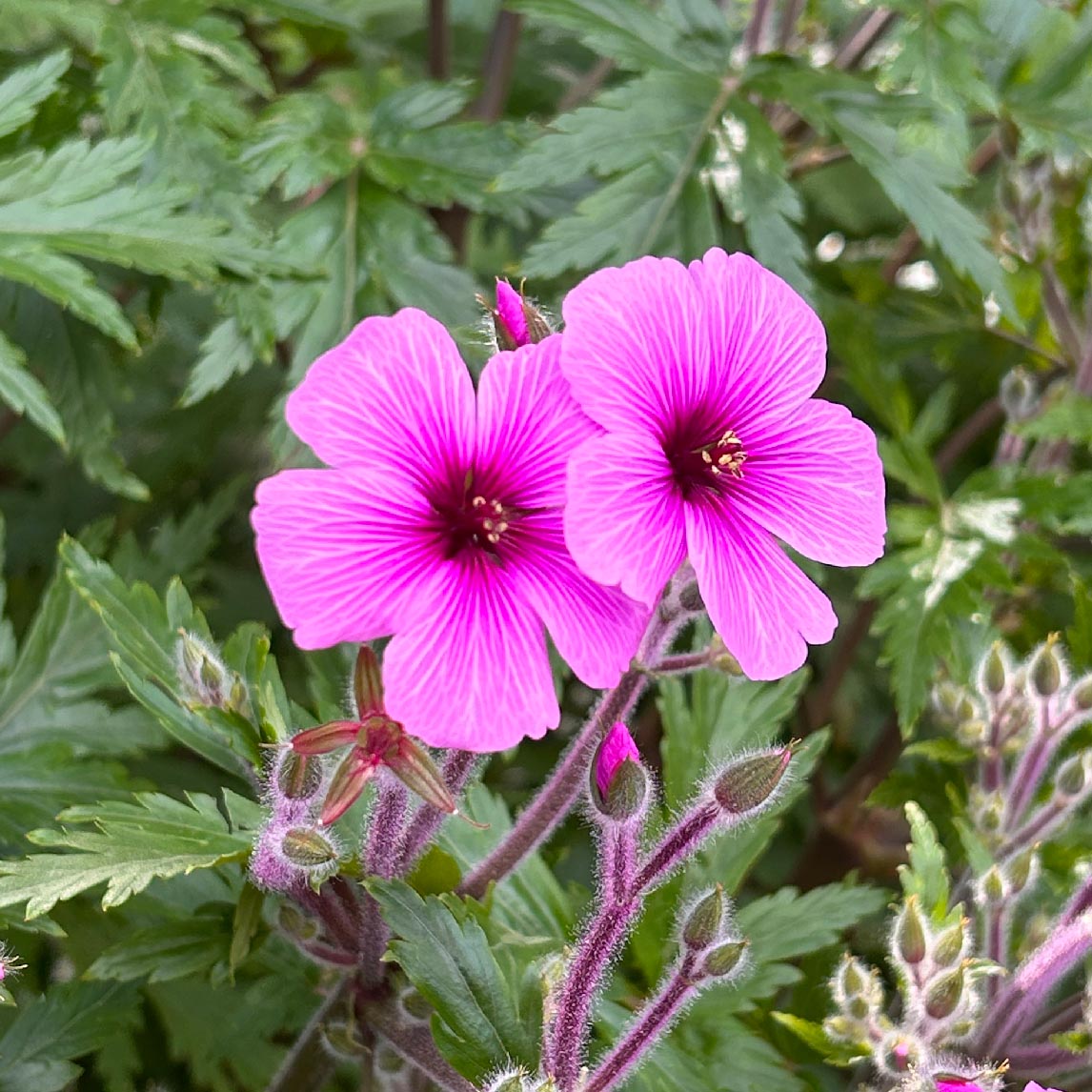 Geranium Maderense