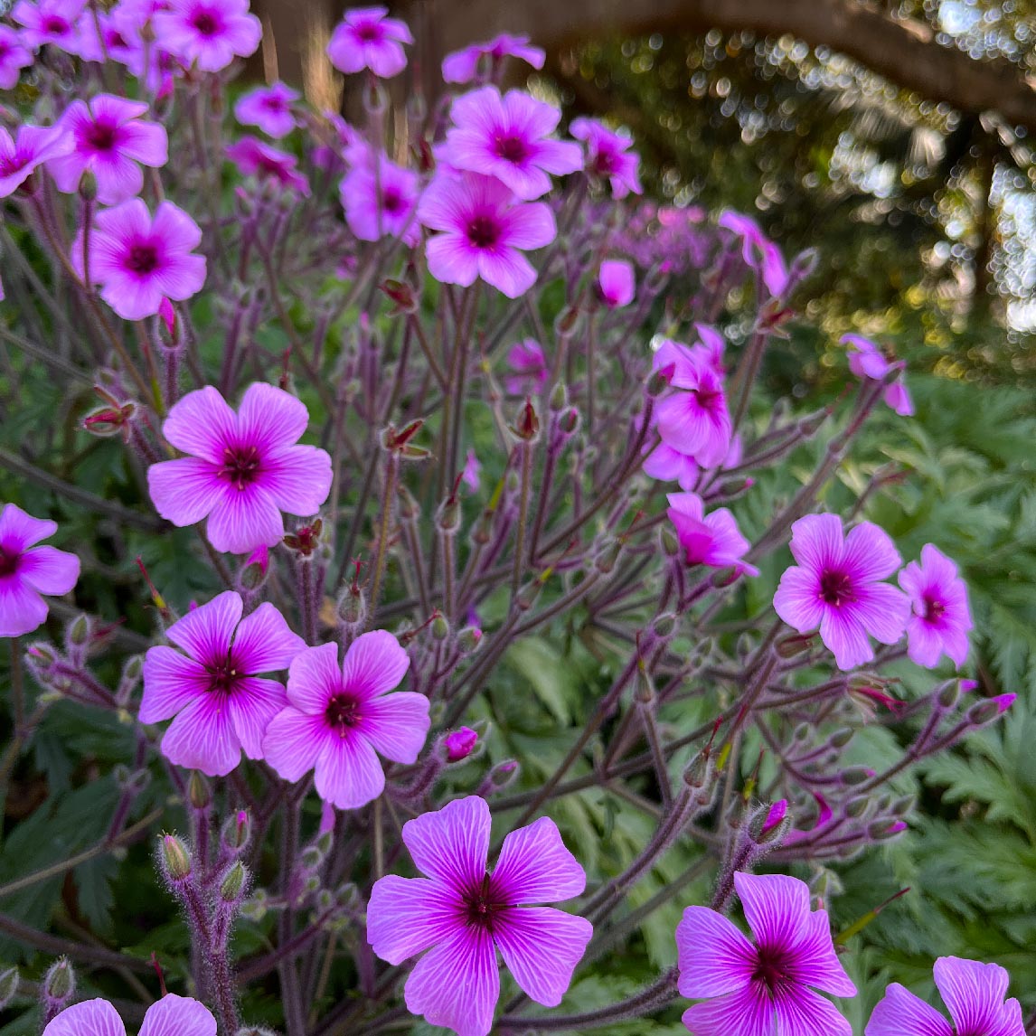 Geranium Maderense