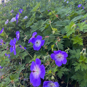 Geranium 'Rozanne' Pbr